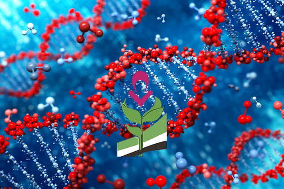 ¿Como se hereda la EH?