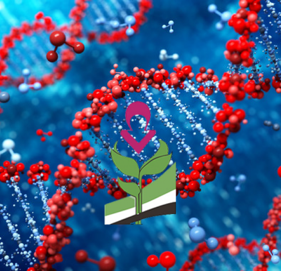 ¿Como se hereda la EH?